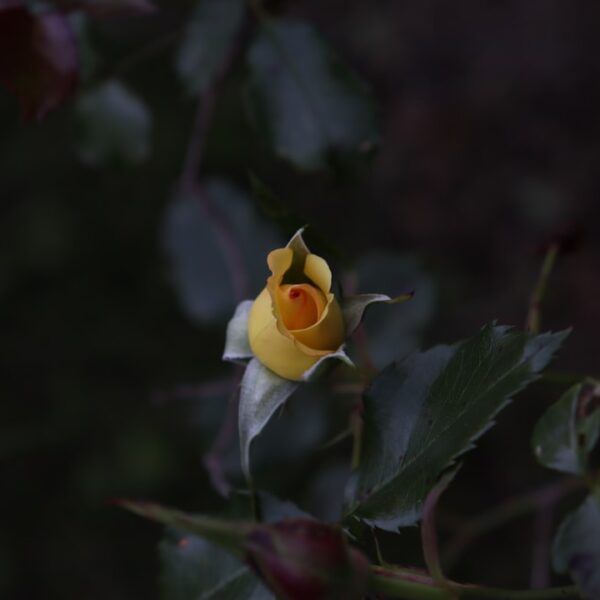 Blueprint for a Meaningful Life: Designing Your Ideal…